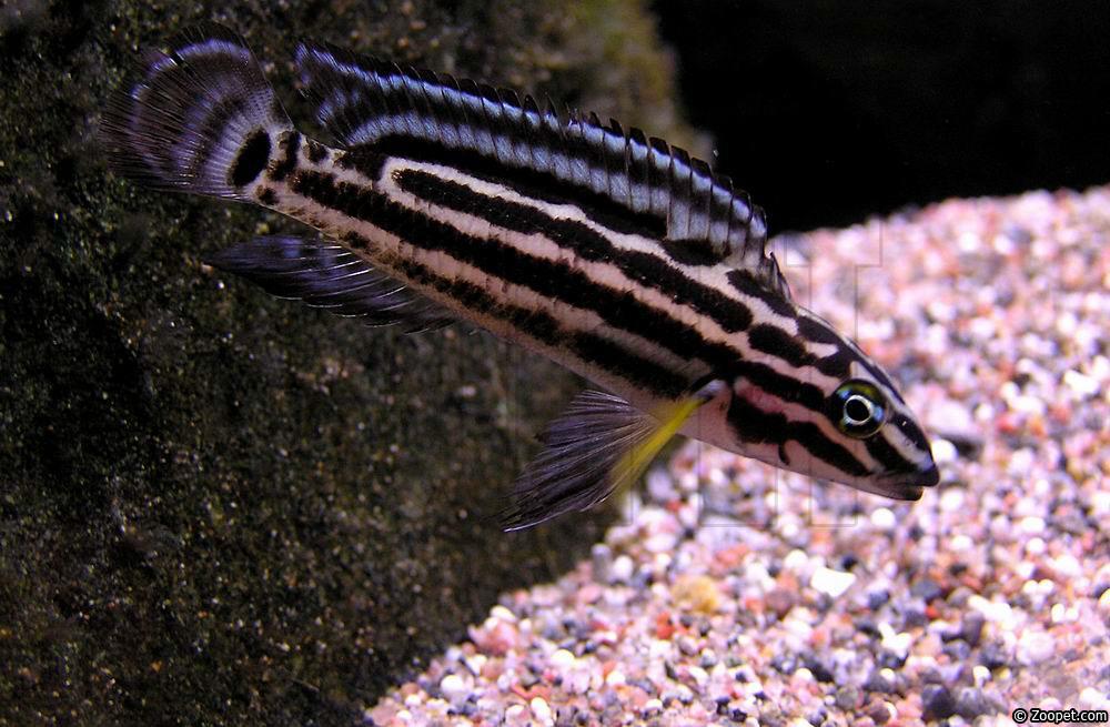 Julidochromis regani