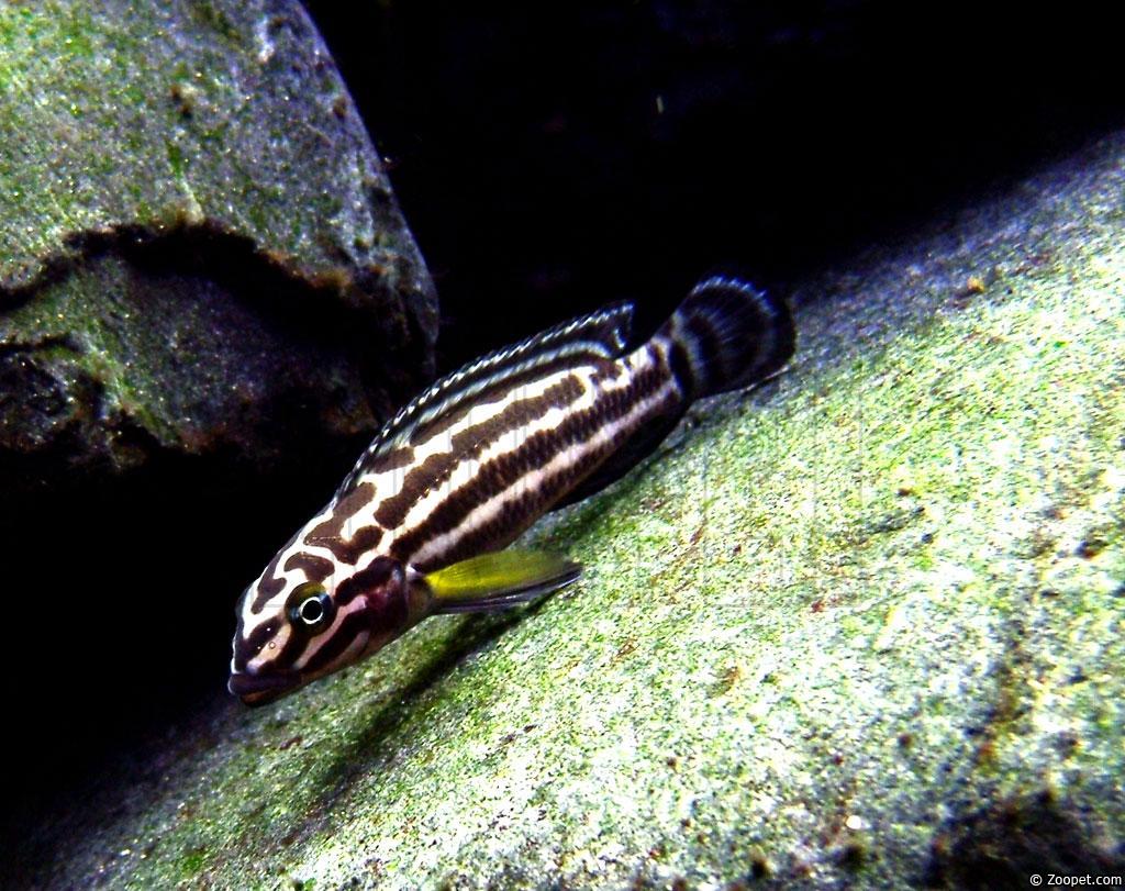 Julidochromis regani