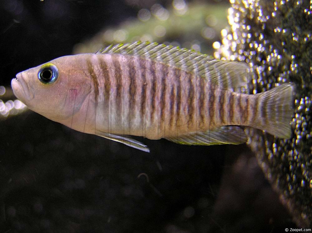 Neolamprologus multifasciatus