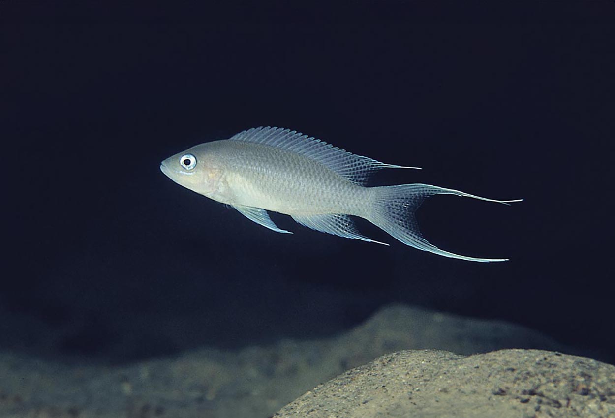 Gracilis, gracilis prinsesse