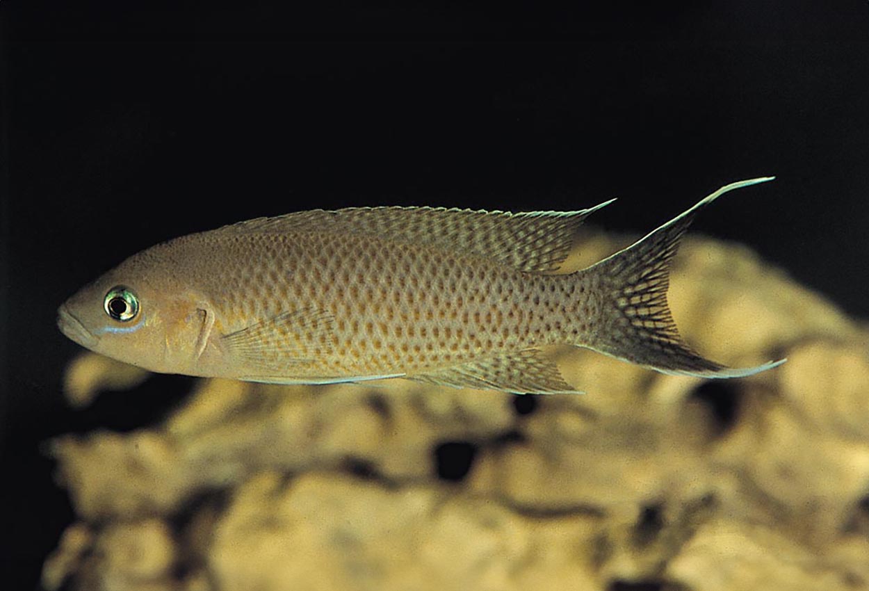 Gracilis, gracilis prinsesse