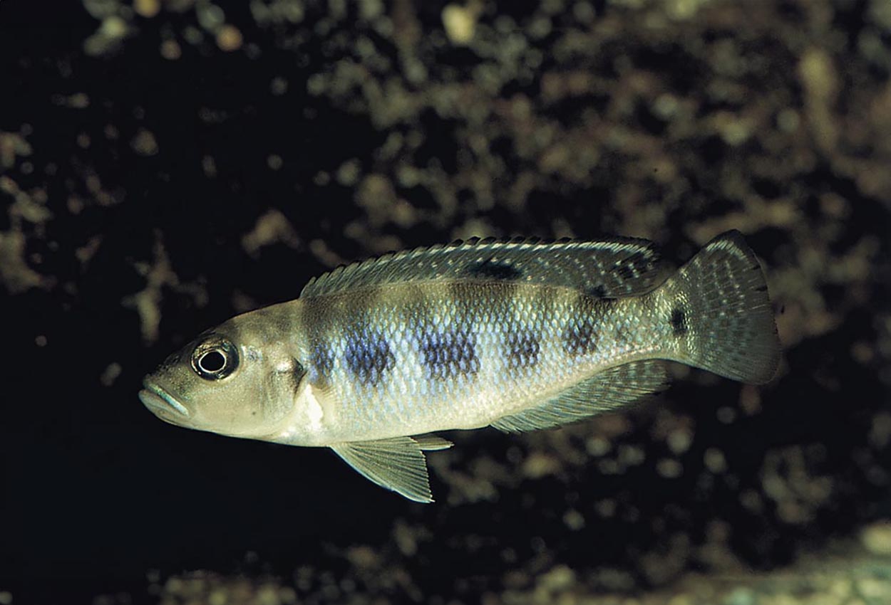 Lepidiolamprologus hecqui, Zambia