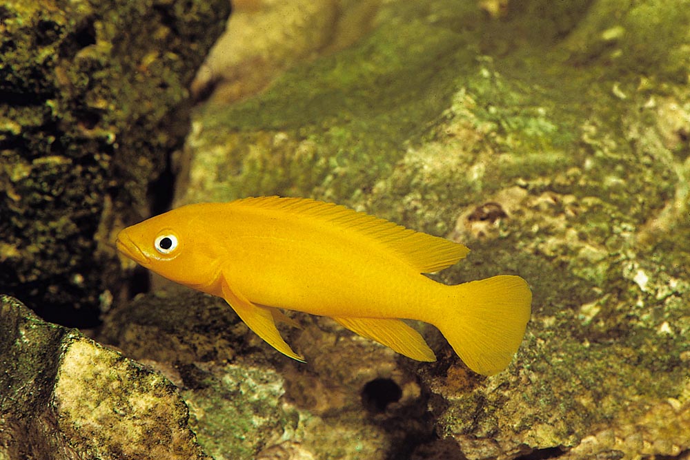 Neolamprologus leleupi, Bulu Point