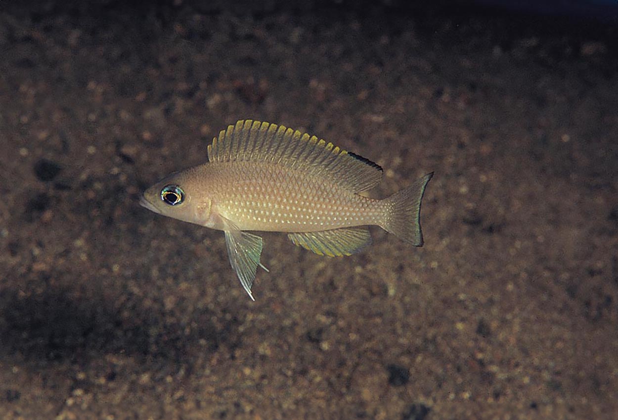 Perleskala lamprologus., perleskala lamprologus