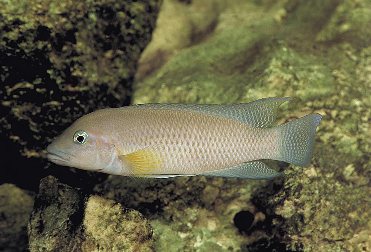 Modestus, beskjeden lamprologus