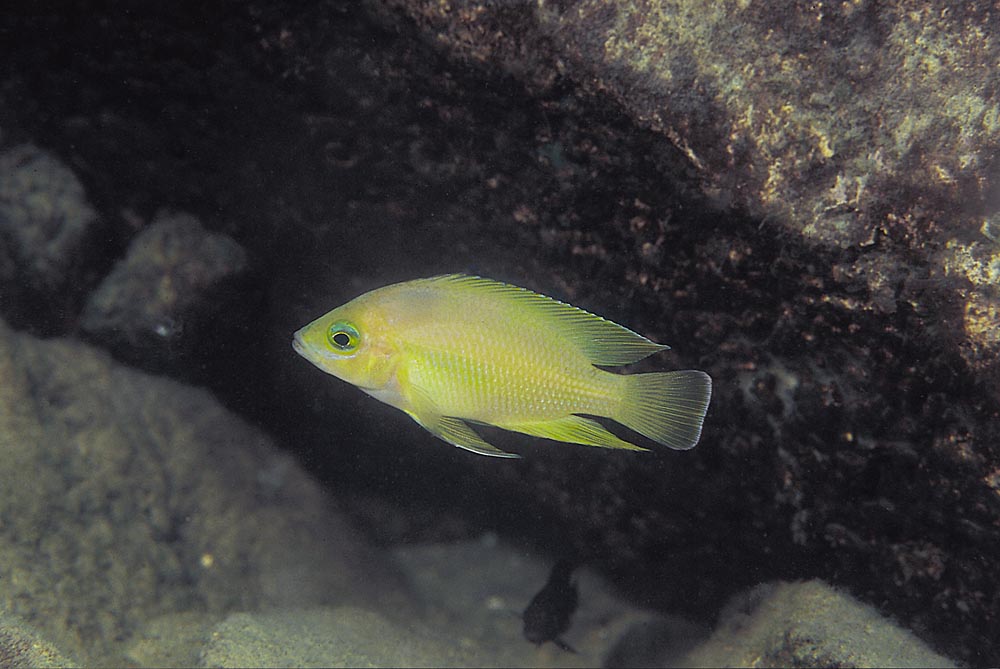 Variabilichromis moorii, Sumbu (yngel)