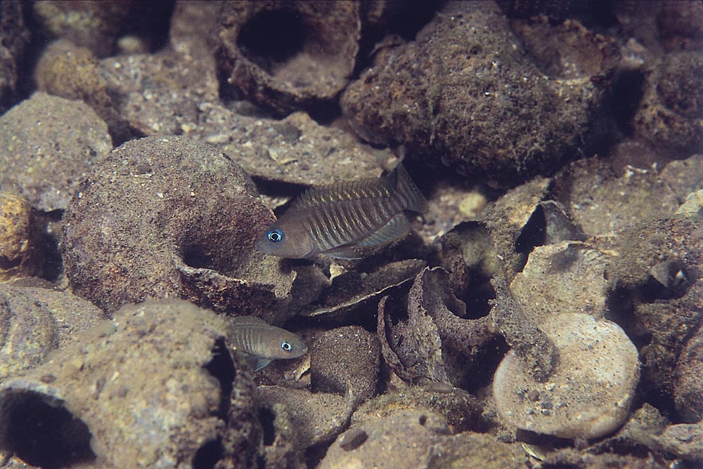 Neolamprologus multifasciatus, Mbete