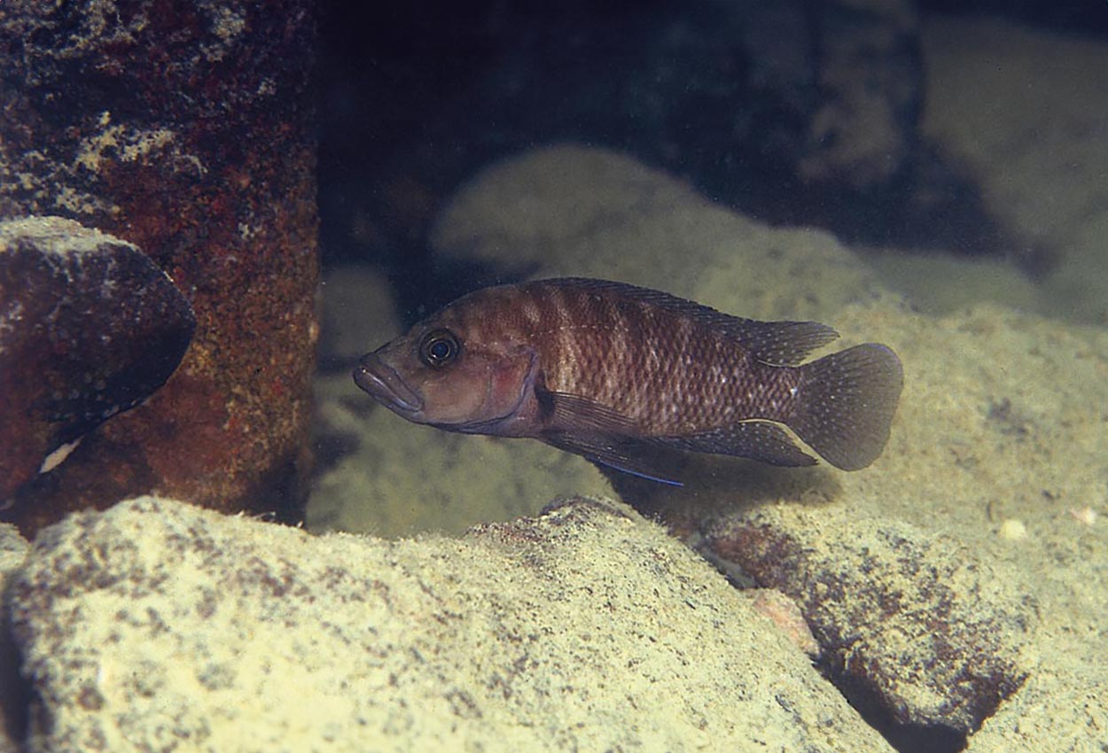 Spotted lamprologus
