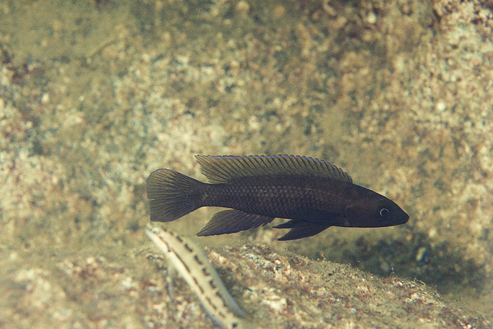 Neolamprologus pectoralis, Kanoni