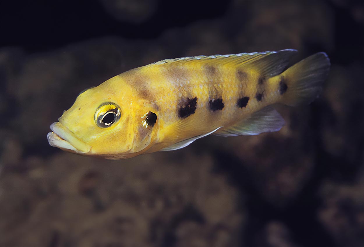 Gylden sex fasciatus
