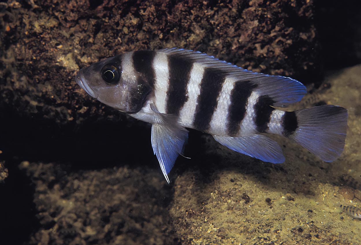 Blå sex fasciatus