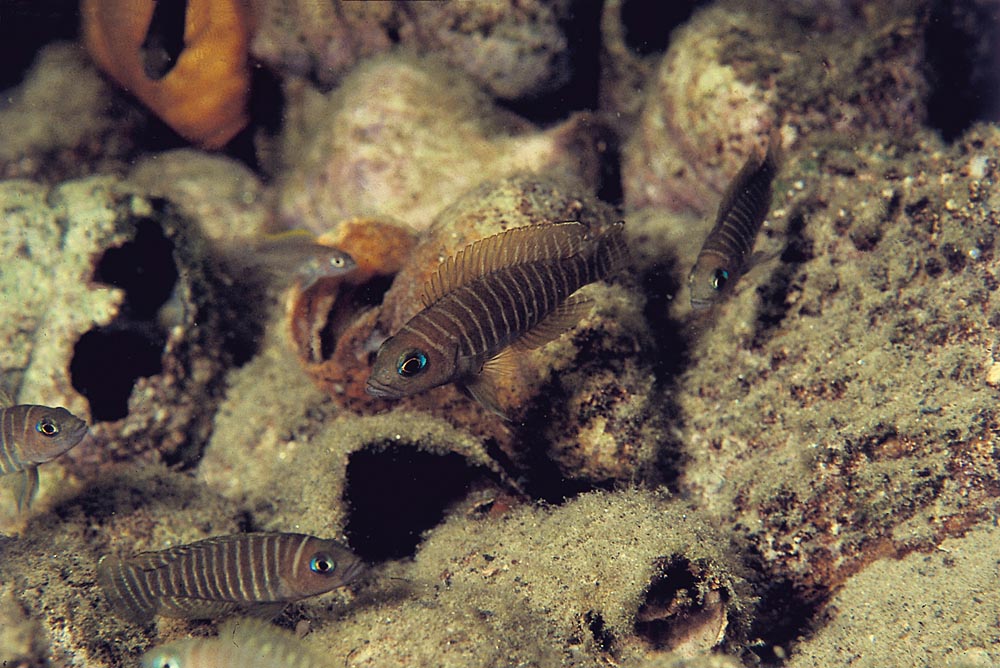 Lamprologus similis