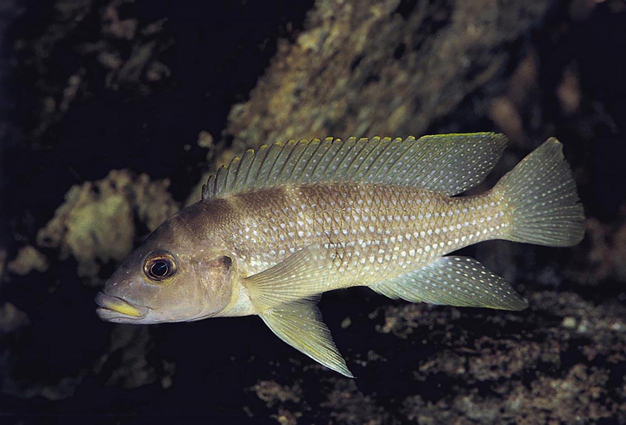 Perlebåndet lamprologus