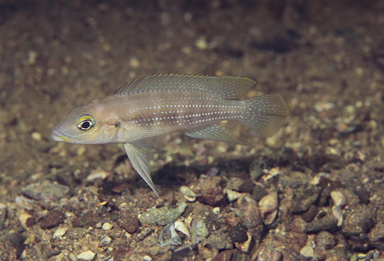 Perlebåndet lamprologus