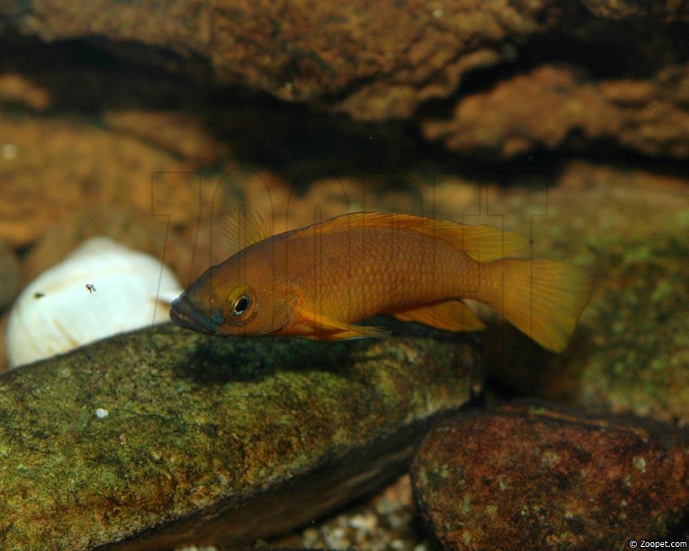 Neolamprologus leleupi
