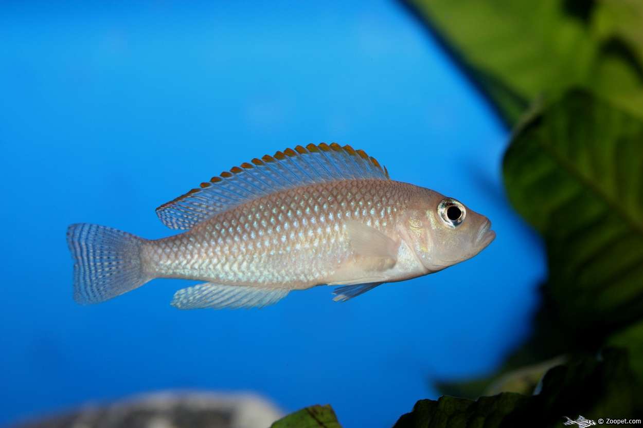 Lamprologus caudopunctatus