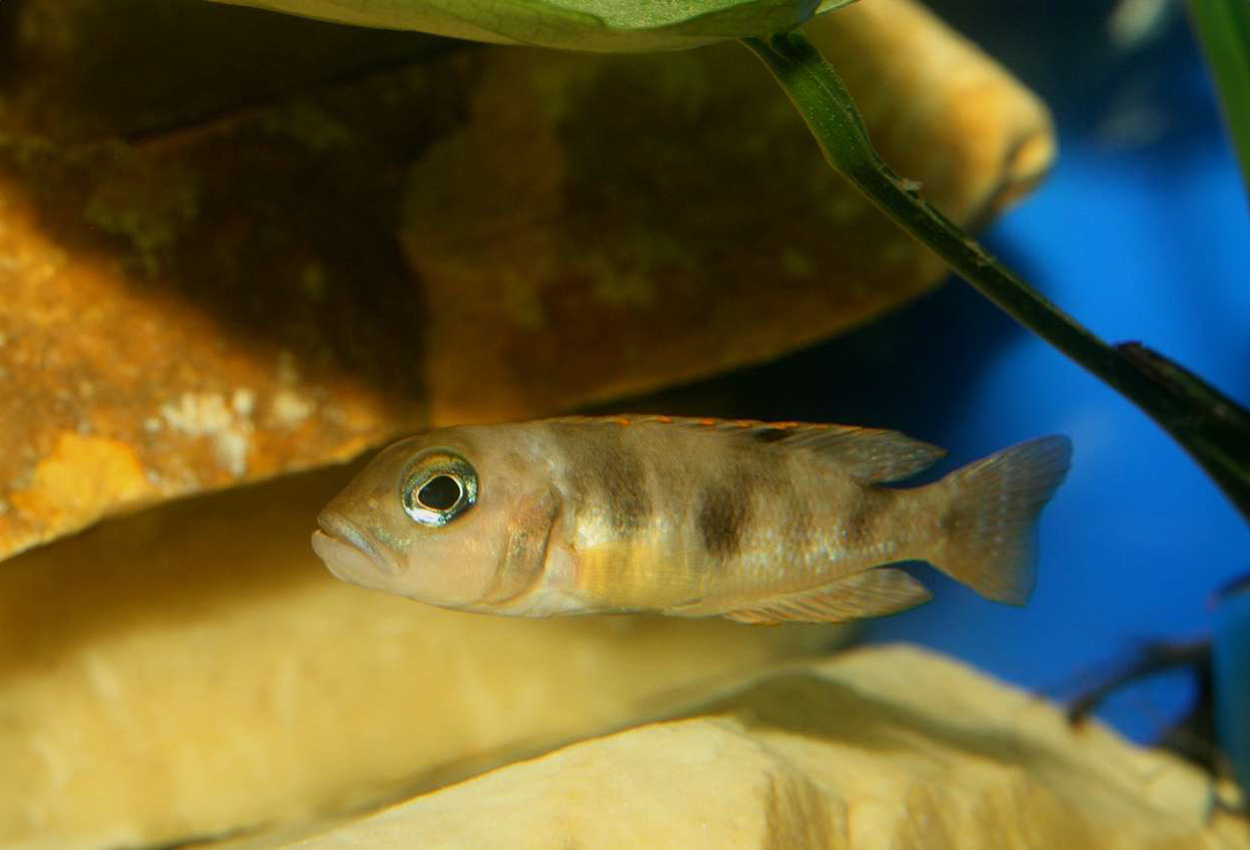 Lepidolamprologus boulengeri