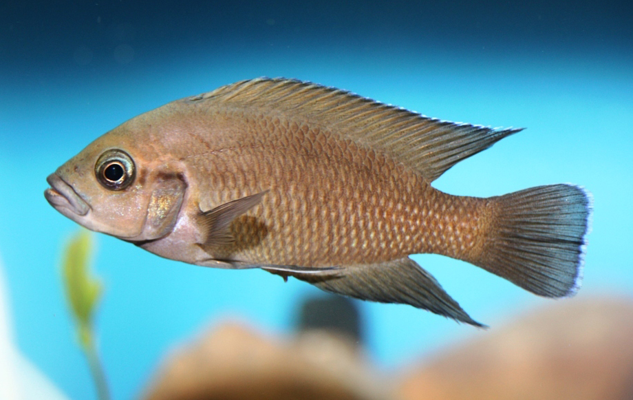 Variabilichromis moori