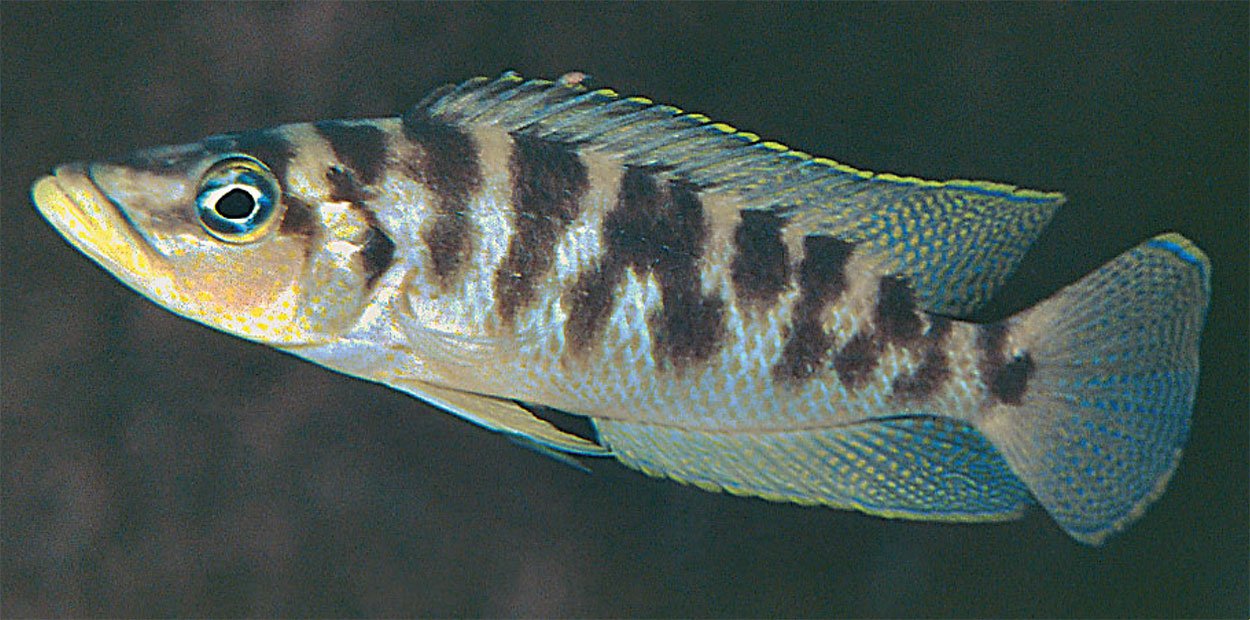 Altolamprologus fasciatus, Ulwile
