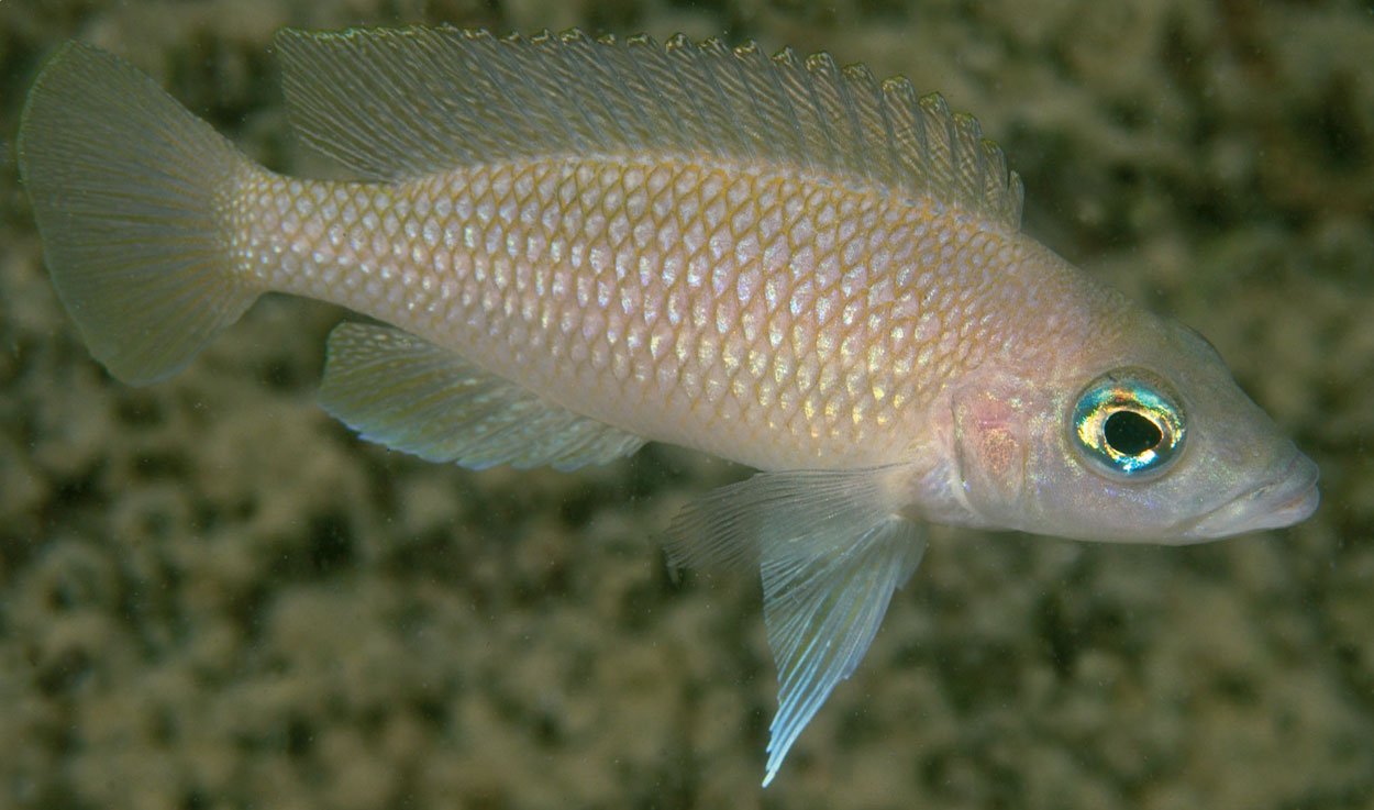 Lamprologus caudopunctatus, kipili, Namansi