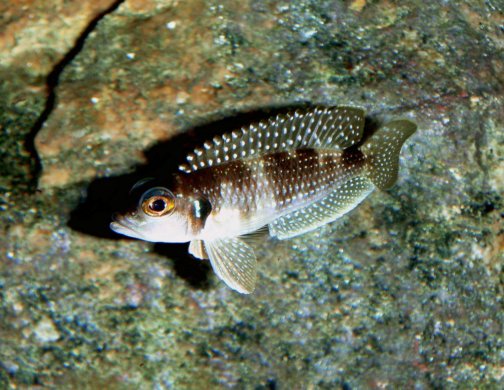 Lamprologus stappersi