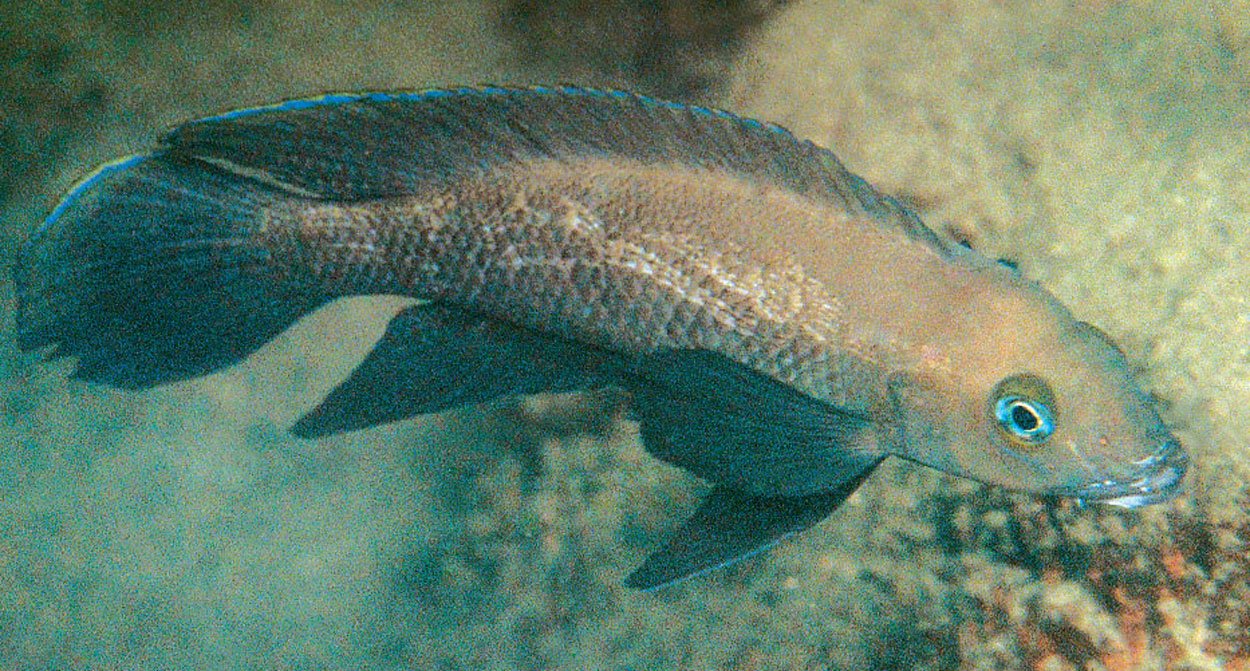 Neolamprologus pectoralis