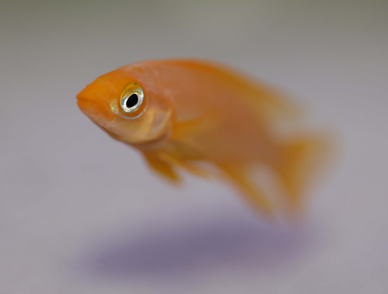 Neolamprologus leleupi