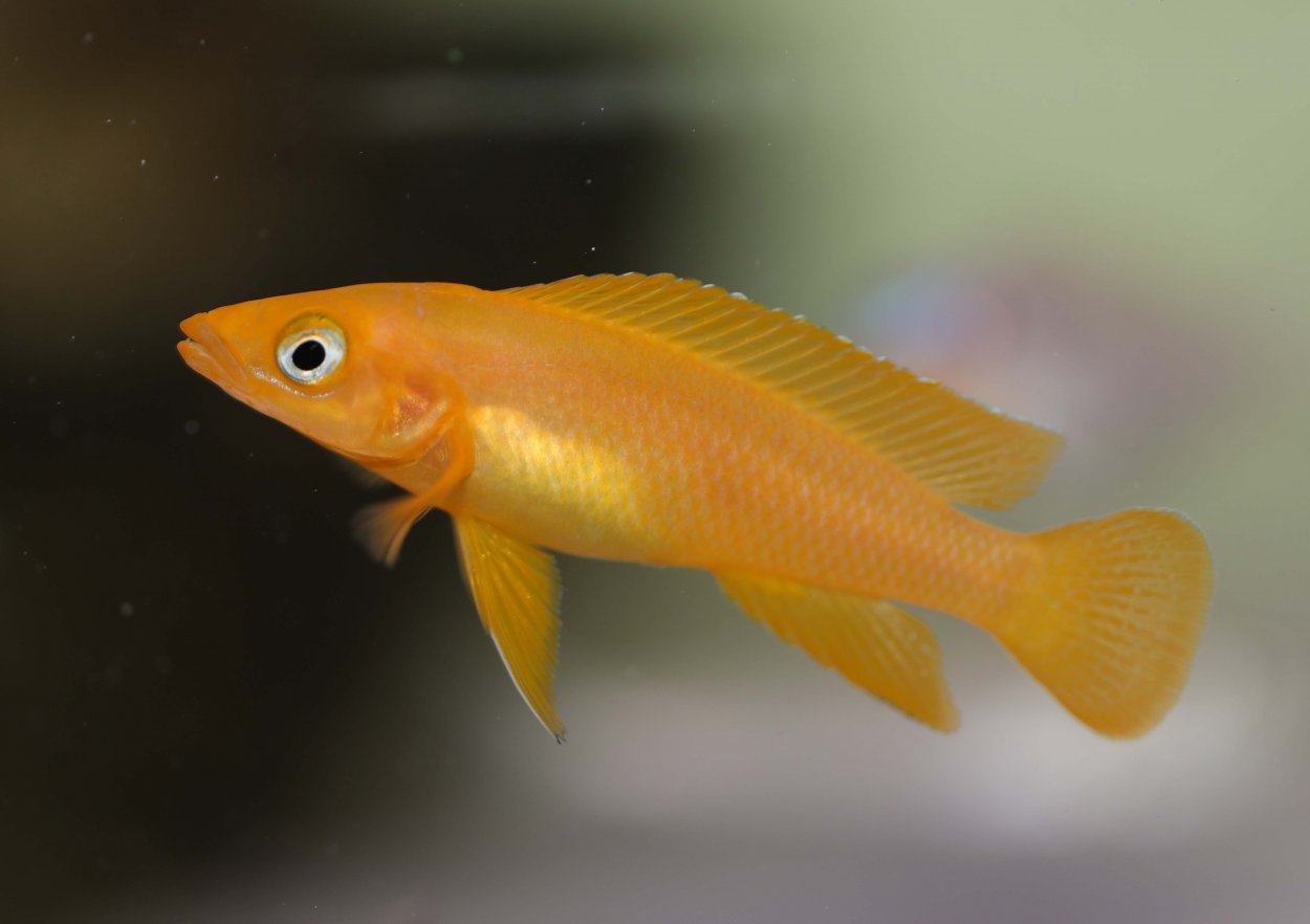 Neolamprologus leleupi