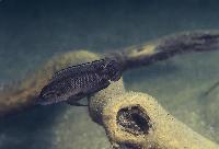 Telmatochromis dhonti,  Magara
