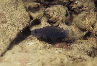 Telmatochromis sp. "temporalis shell", Sumbu