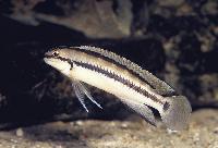 Telmatochromis vittatus, Zambia