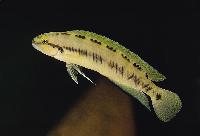 Telmatochromis sp. "vittatus shell", Zambia