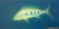 Boulengerochromis microlepis, Kipili (hona med yngel)