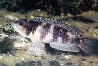 Lamprologus stappersi, Zaire