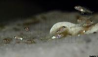 Lepidiolamprologus sp. "meeli"