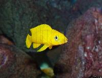 Neolamprologus leleupi