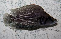 Altolamprologus calvus, Kongo black