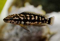 Julidochromis marlieri, Gombe