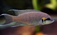 Neolamprologus brichardi