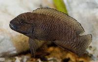 Telmatochromis burgeoni