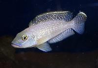 Lamprologus callipterus, Cape Chaitica