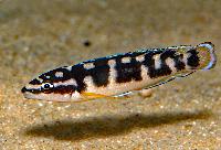 Julidochromis sp. 'Kissi'
