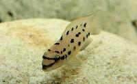 Chalinochromis sp. 'ndobnoi'