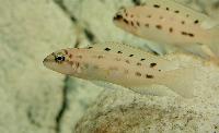 Chalinochromis sp. 'ndobnoi'