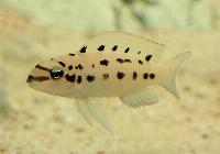 Chalinochromis sp. 'ndobnoi'