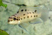Chalinochromis sp. 'ndobnoi'