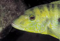 Boulengerochromis microlepis