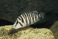 Altolamprologus compressiceps, Kipili