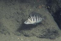 Altolamprologus sp. 'compressiceps shell'