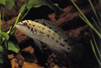 Chalinochromis sp. "ndobnoi", Tanzania